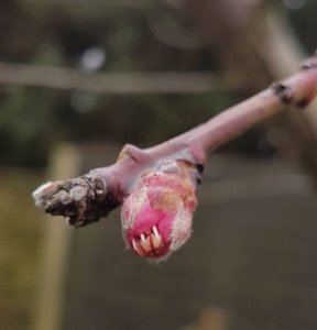 Eine Pfirsichblüten-Knospe in der Form eines rosa Monsters